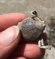 Persephona aquilonaris