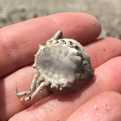 Persephona aquilonaris