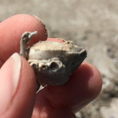 Persephona aquilonaris