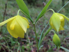 Calochortus pulchellus