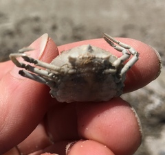 Persephona aquilonaris