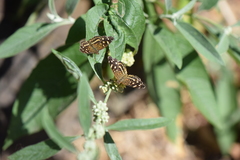 Anthanassa ptolyca amator