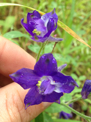 Delphinium variegatum