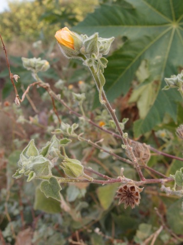 Abutilon palmeri