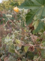 Abutilon palmeri