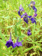 Delphinium variegatum
