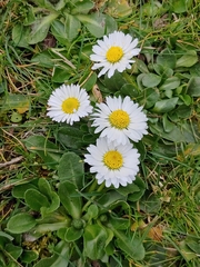 Bellis perennis