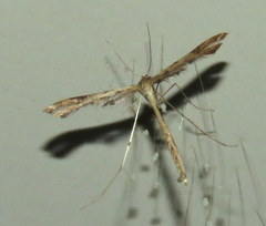 Stenoptilodes taprobanes
