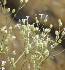 Gilia stellata