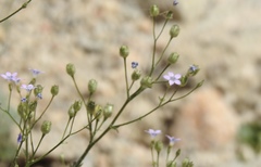 Gilia stellata