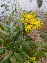 Berberis aquifolium