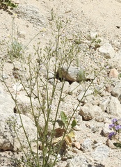 Gilia stellata