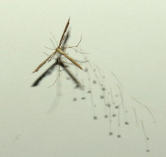 Stenoptilodes taprobanes