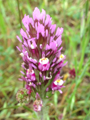 Castilleja exserta exserta