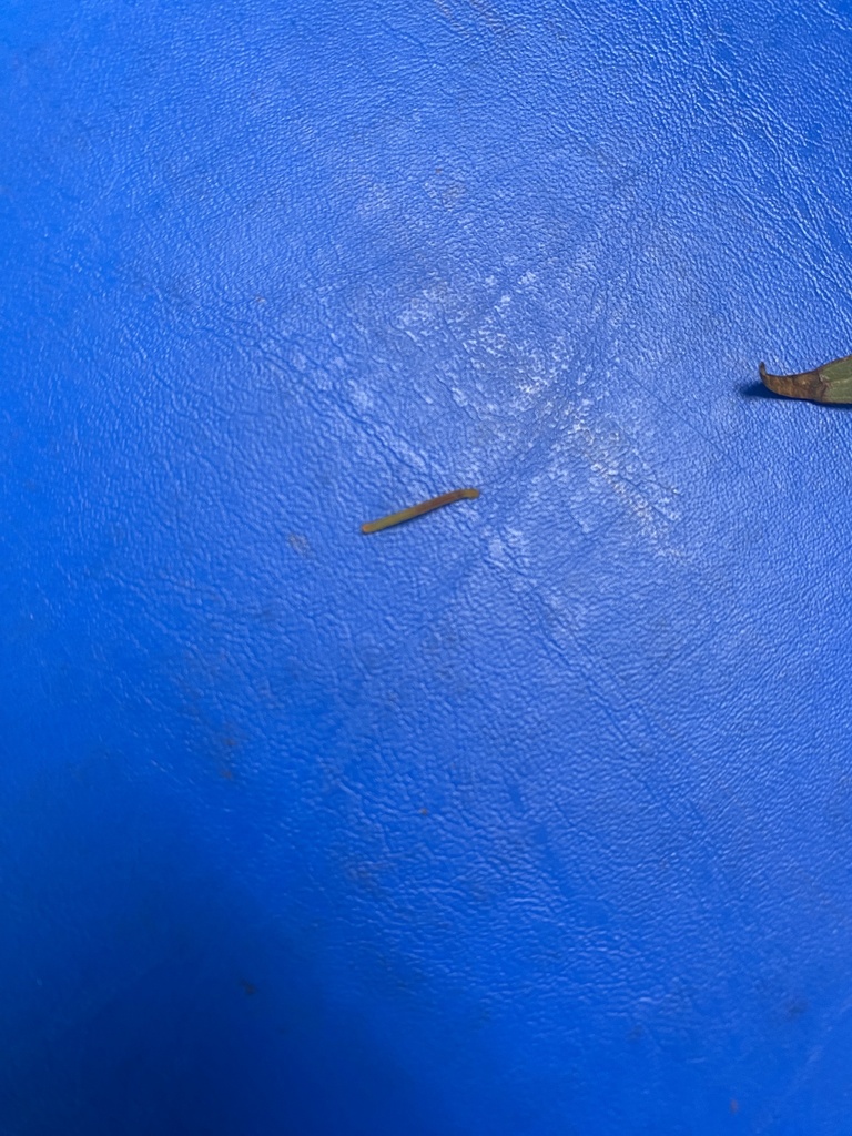 Insects from Rowellyn Park Primary School, Carrum Downs, VIC, AU on ...