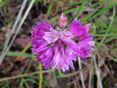 Allium serra