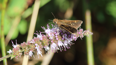 Butleria