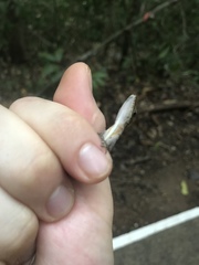 Anolis apletophallus