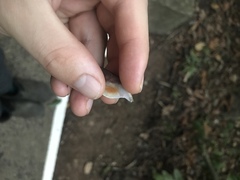 Anolis apletophallus