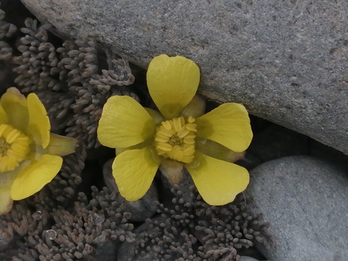 Image of Ranunculus crithmifolius by (c) darmozrac, some rights reserved (CC BY)