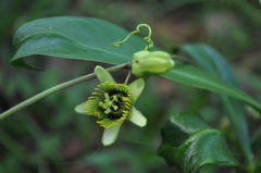 Passiflora sexocellata