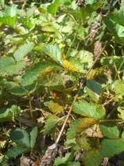 Phragmidium mexicanum