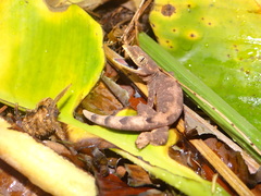 Thecadactylus solimoensis