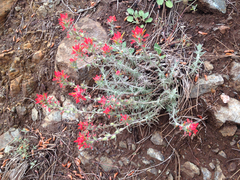 Castilleja foliolosa
