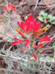 Castilleja foliolosa