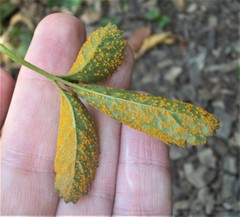 Phragmidium mexicanum