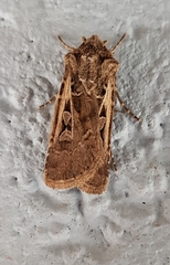 Agrotis gypaetina