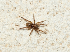 Artoriopsis expolita