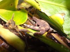 Thecadactylus solimoensis