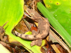 Thecadactylus solimoensis
