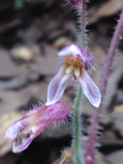 Streptanthus hispidus