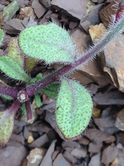 Streptanthus hispidus