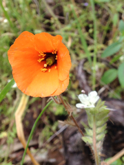 Papaver heterophyllum