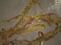 Lophocolea semiteres