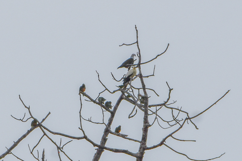 Yellowish Imperial Pigeon (Ducula subflavescens), photo 5