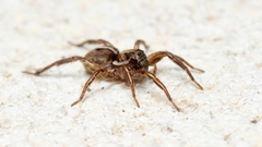 Artoriopsis expolita