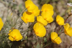 Eschscholzia androuxii
