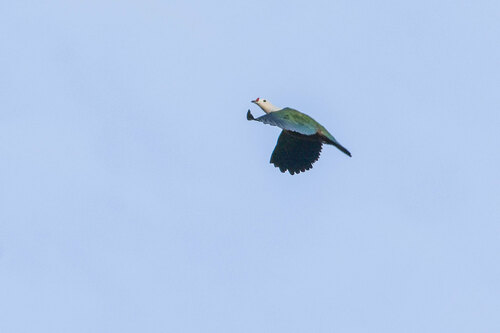 Red-knobbed Imperial Pigeon (Ducula rubricera), photo 8