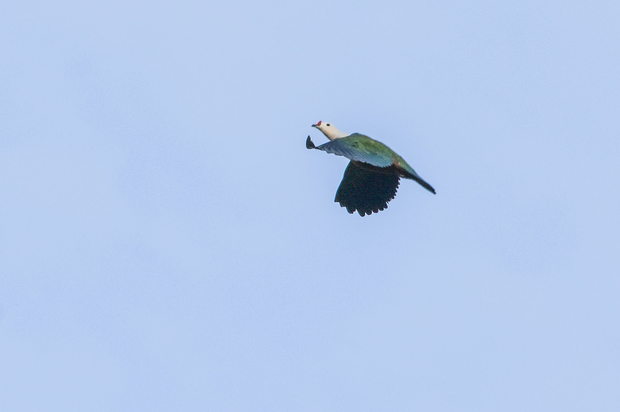 Red-knobbed Imperial Pigeon (Ducula rubricera), photo 9