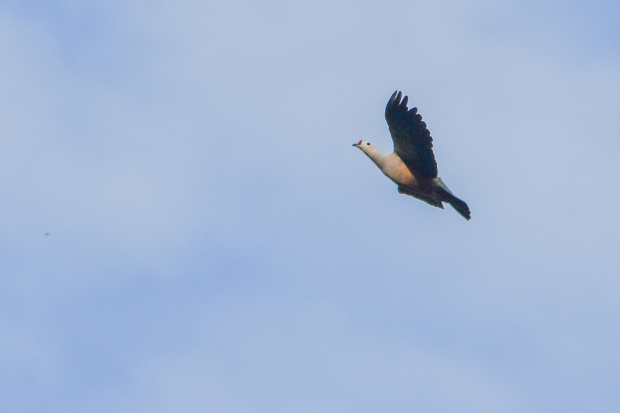 Red-knobbed Imperial Pigeon (Ducula rubricera), photo 10