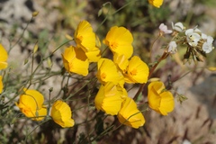 Eschscholzia androuxii