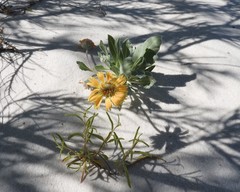 Gaillardia gypsophila