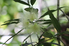 Image of Syzygium jambos