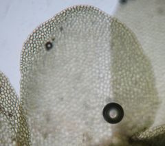 Lophocolea semiteres