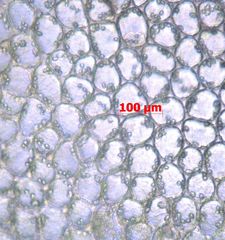 Lophocolea semiteres