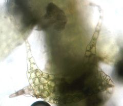 Lophocolea semiteres